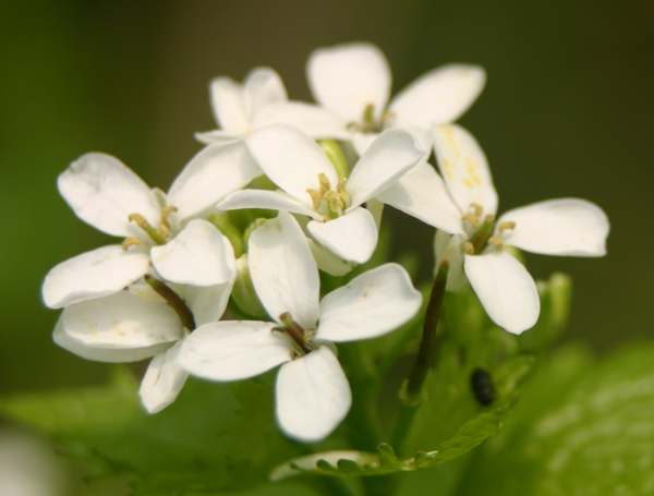 CAlliaria petiolata up of flowers of Garlic Mustard, or Jack-by-the-hedge