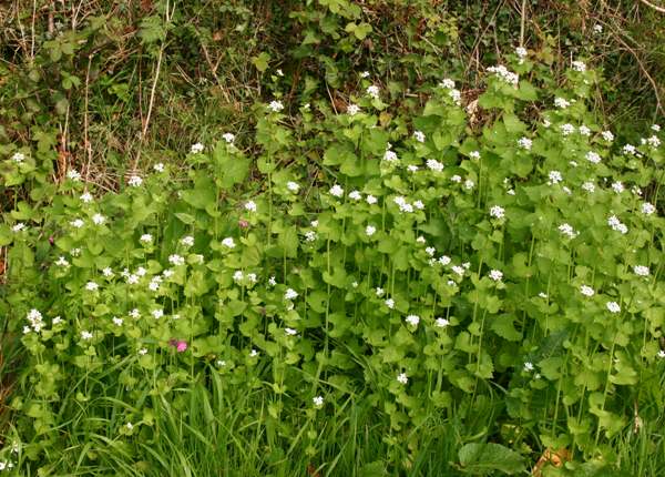 Garlic Mustard beside a hedge - where it belongs!