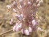 Allium ampeloprasum