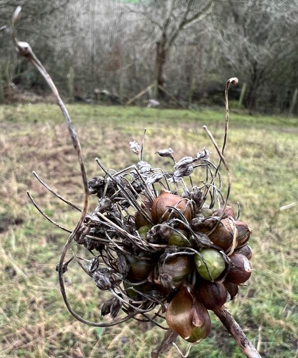 Allium ampeloprasum, Wild Leek, southern England