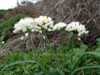 Allium subvillosum