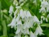 Allium triquetrum, Three-cornered Leek