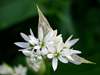 Allium ursinum