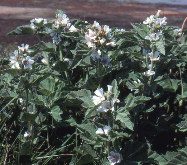 Marsh Mallow plant, Dorset coast