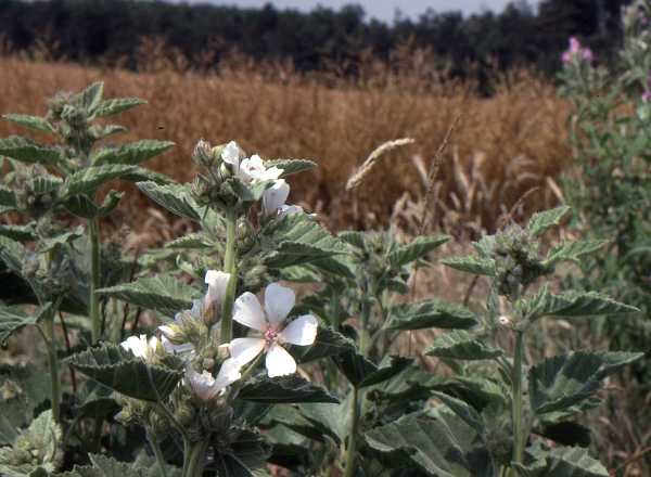 Marsh Mallow Althaea officinalis,  Dorset, England