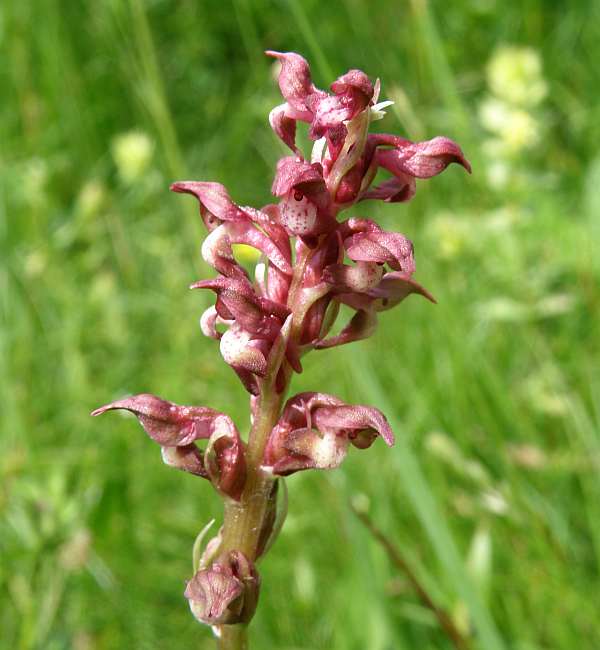 Anacamptis coriophora - close up of flower spike, Bulgaria