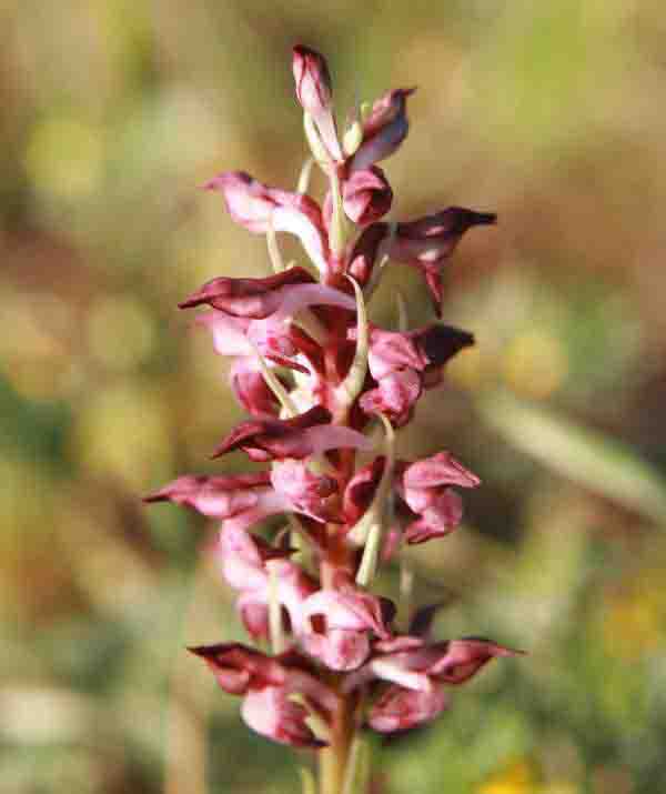 The infloresences of Anacamptis coriophora subsp. fragrans