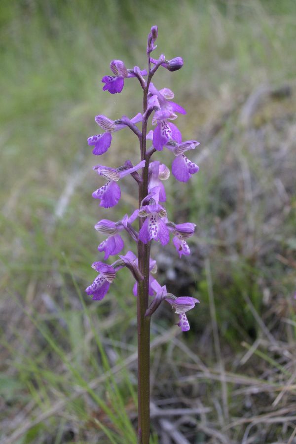 Anacamptis longicornu - Long-spurred Orchid
