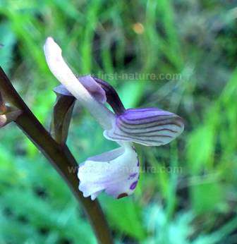 The long spur on Anacamptis longicornu