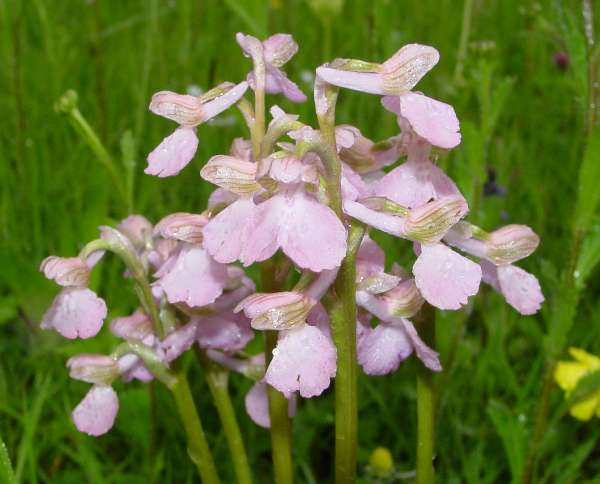 Anacamptis morio, Green-winged Orchid - pale form