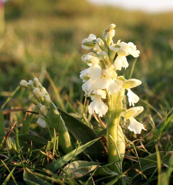 White form of Anacaptis morio
