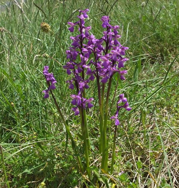Anacamptis morio, southern France