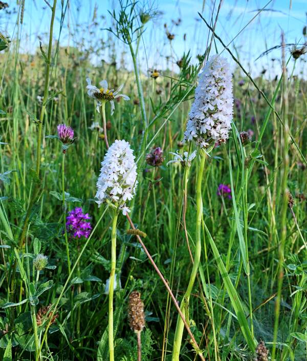 White Pyramidal Orchids, East Anglia