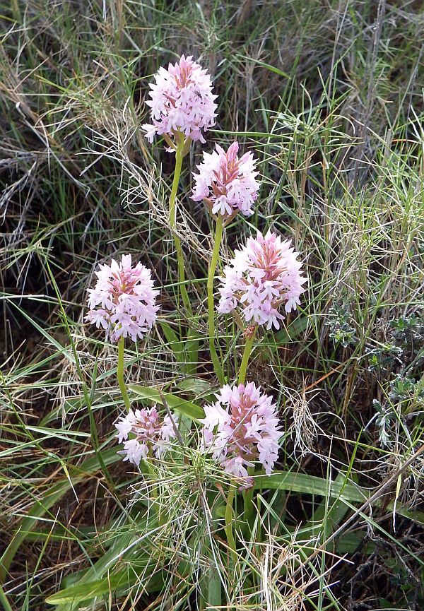 Anacamptis pyramidalis var. brachystachys in Rhodes
