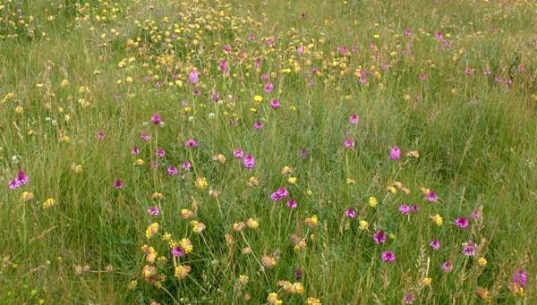 Anacamptis pyramidalis - Pyramidal Orchid, Kenfig NNR