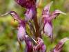 Holy Orchid, Anacamptis sancta