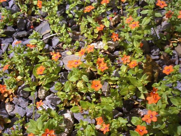 Scarlet Pimpernel, Anagallis arvensis