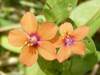 Scarlet Pimpernel, Anagallis arvensis