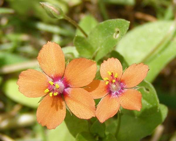 Scarlet Pimpernel, closeup of flowers