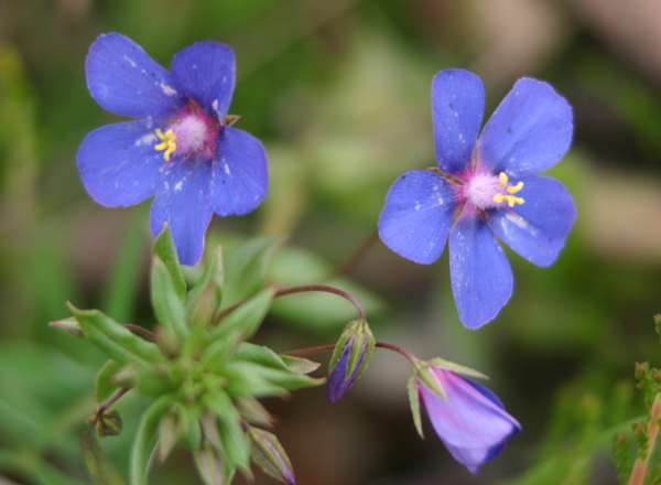 Scarlet Pimpernel... but these are bright blue