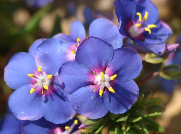 Anagallis monelli, Shrubby Pimpernel