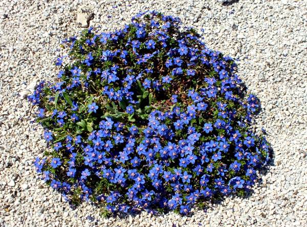 A dense mat of Shrubby Pimpernel in the Algarve