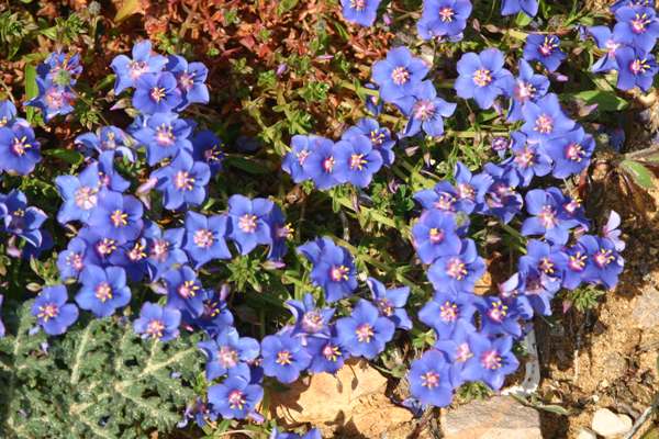 A dense mat of Shrubby Pimpernel at Cape St Vincent