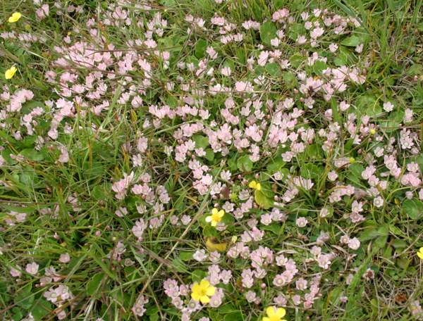 Bog Pimpernel, Anagallis tenella