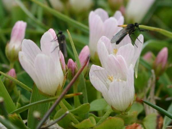 A dense mat of flowers of Bog Pimpernel