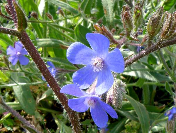 Anchusa azurea - Large Blue Alkanet
