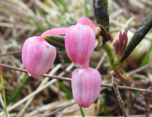 Andromeda-porifolia, Bog Rosemary
