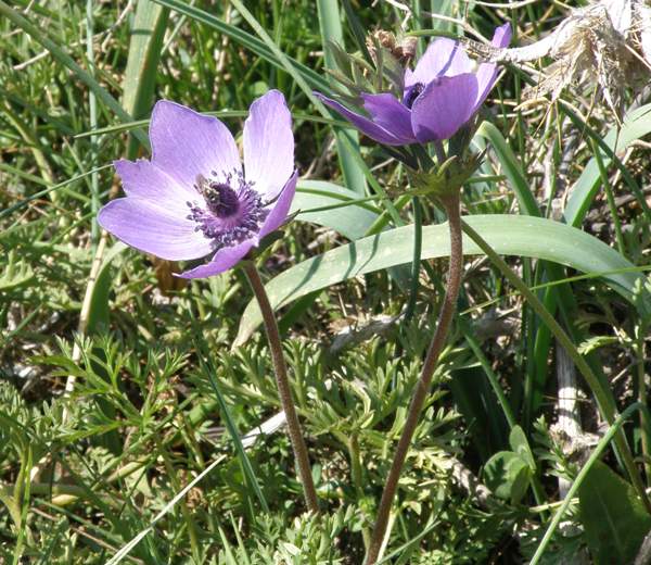 Purple-flowered Crown Anemone