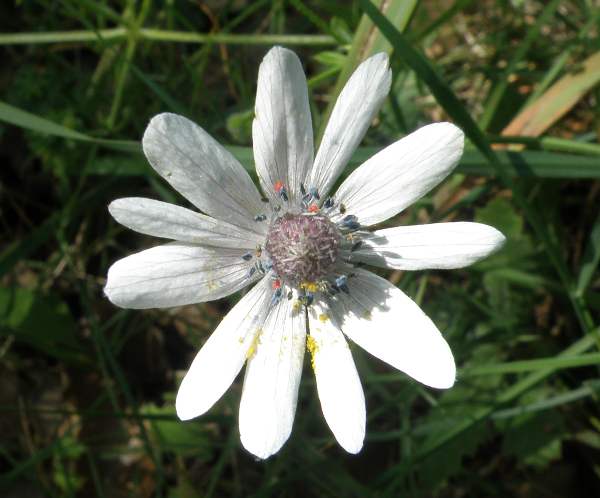 Anemone heldreichii, Crete