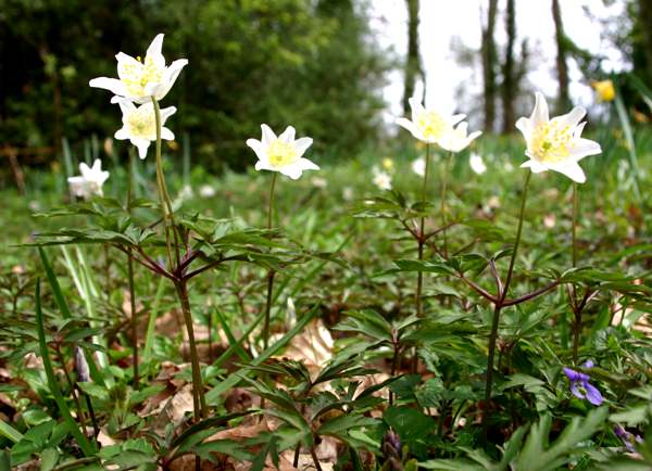 Amenone nemorosa, Wood Anemone