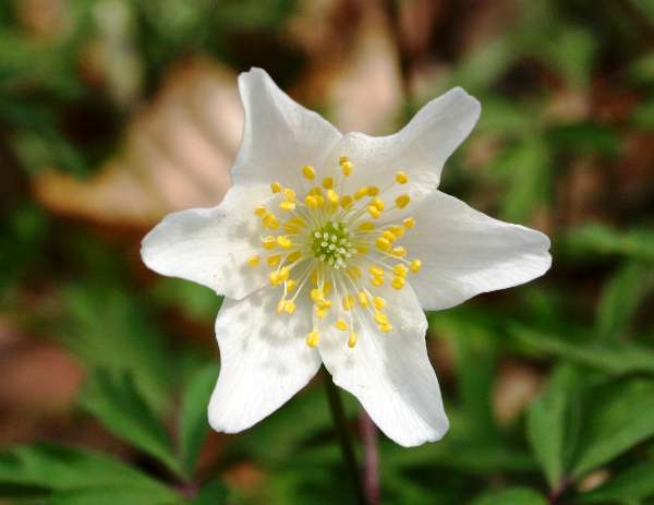 Closeup of a Wood Anemoneflower