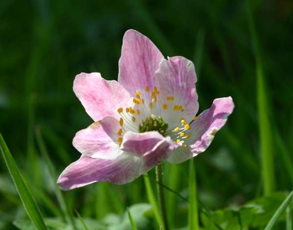 Closeup of a mauve Wood Anemone flower