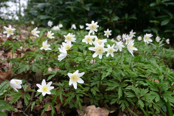 Anemone nemorosa ona sunny woodland edge