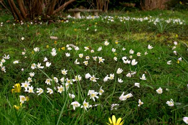 Anemone nemorosa beside a small stream