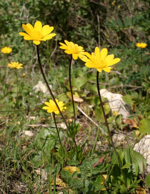 Anemone palmata in Portugal