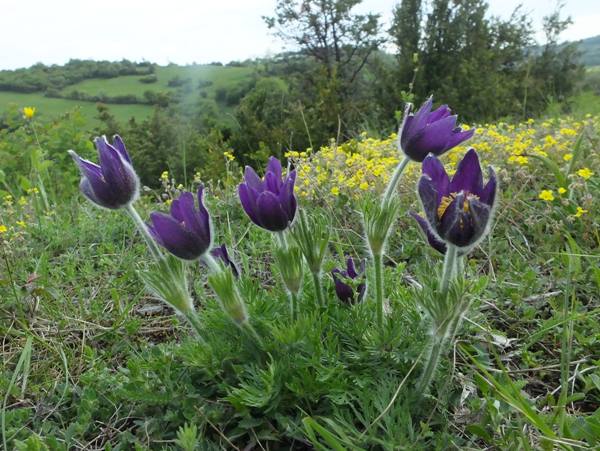 Anemone pulsatilla, Pasqueflower