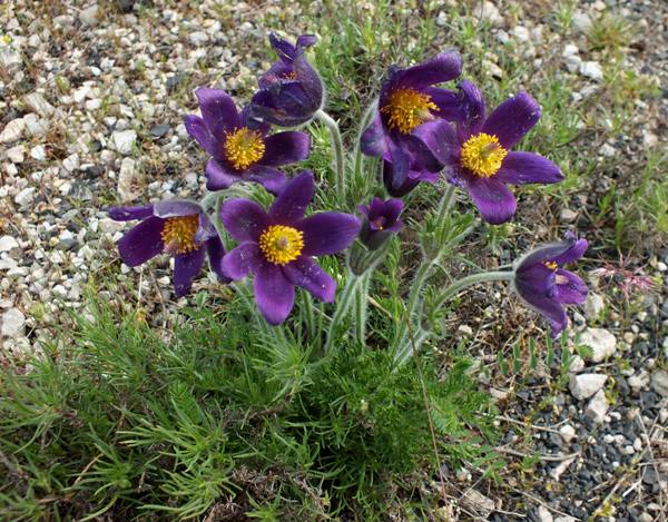 Anemone pulsatilla in France