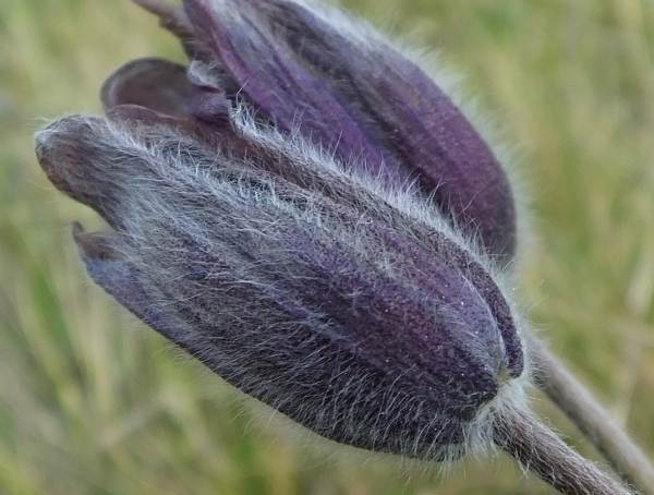 Hairy outside of flower sepals of Amenone pulsatilla