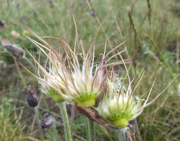 Seedheads of Pasqueflower