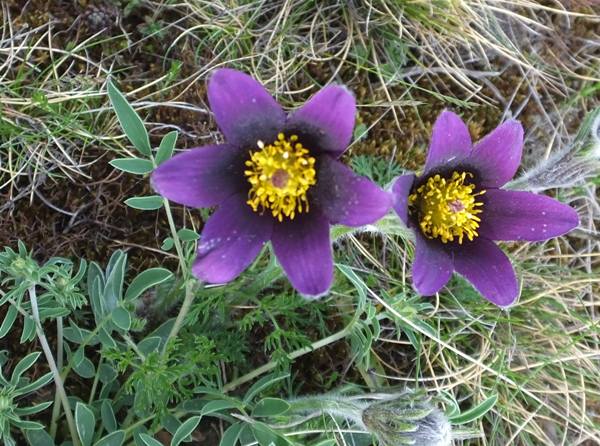 Anemone pulsatilla, top view of flowers