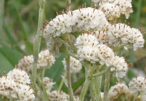 Antennaria dioica, Mountain Everlasting, male flowers
