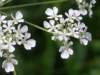 Anthriscus sylvestris, Cow Parsley