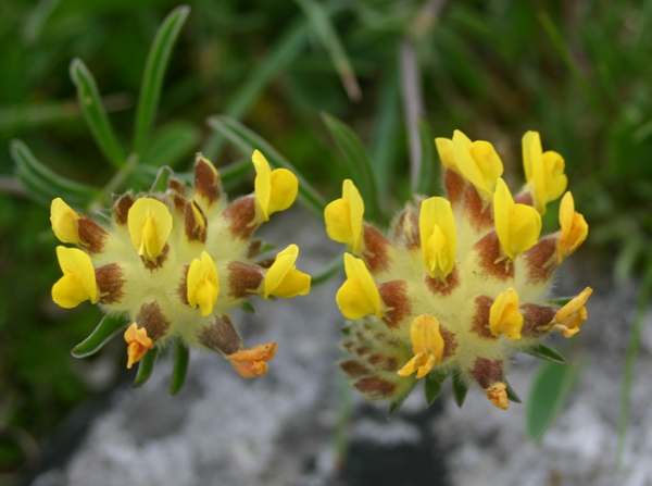 Kidney vetch, yellow form