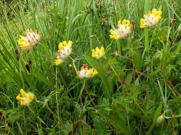 Kidney Vetch, Burren, Ireland