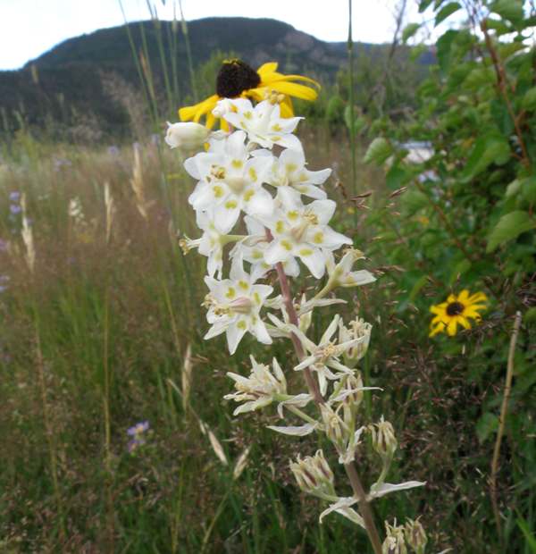 Mountain Death Camas