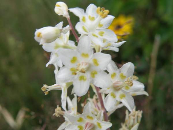 Flowers of Mountain Death Camas